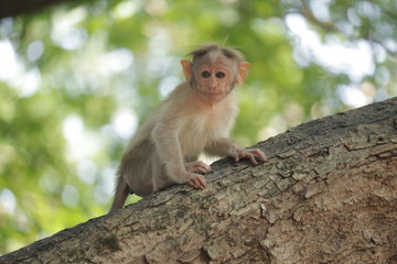 Baby monkey on the tree