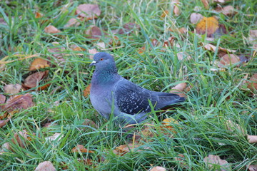 A blue-colored dove walks through fallen foliage in the Park