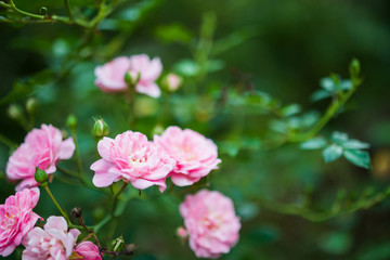 Beautiful colorful pink roses flower in the garden