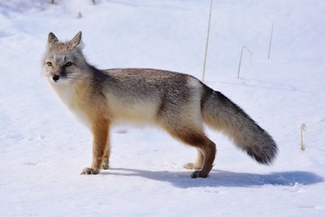 Corsac, or steppe fox (Vulpes corsac) is a predatory mammal that stands in the steppe in early spring.