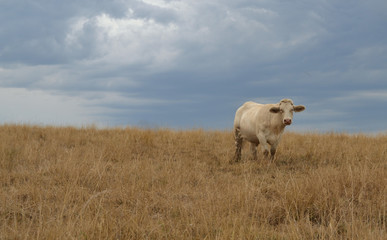 Obraz premium Bovin dans un champ sous un ciel menaçant