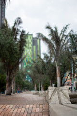 Fototapeta premium palm trees in the city