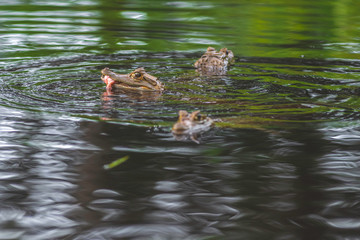 Baby crocodiles swimming and playing around in the waters of the Amazon rainforest