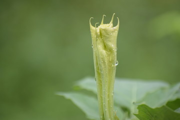 Datura is a genus of nine species of poisonous Vespertine flowering plants from family Solanaceae.
Commonly known as thornapples or jimsonweeds but are also known as devil's trumpets.