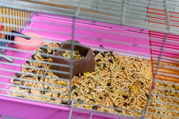 An empty cage for a pet rodent. The cage is dirty, there is a lot of droppings, there is a feeder.