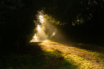 Rays of sunshine illuminating a path in the middle of the forest