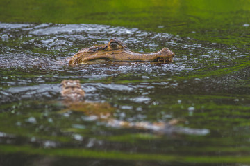 Baby crocodiles swimming and playing around in the waters of the Amazon rainforest