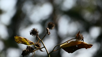 autumn leaves in the snow