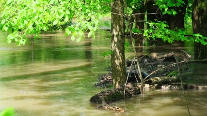 river in the forest , video clip footage