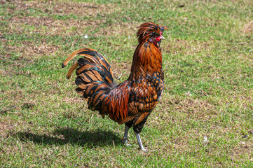 Golden laced polish rooster cockerel