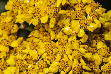 Wooley Yarrow (Achillea tomentosa 'Aurea') © Hanjo Hellmann