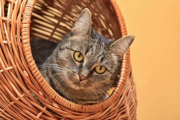Fototapeta na wymiar Beautiful tabby cat lying in the basket. Felis silvestris catus. Portrait of a beautiful tabby cat.