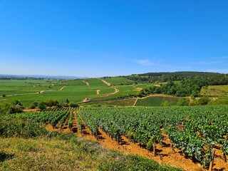 Fototapeta na wymiar vineyard in france