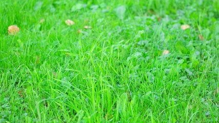 Green grass field close-up. Summer day light
