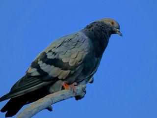 pigeon on a fence