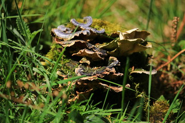 Ein Tag im Wald