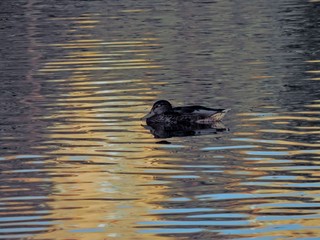 duck on the water