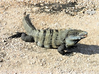 Un iguana nel sito archeologico di Tulum Messico