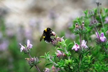 Bee on flower in Rhodes island, Greece.