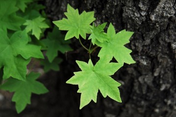 Plane tree leaves in Rhodes island, Greece.