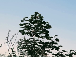 silhouette of a tree