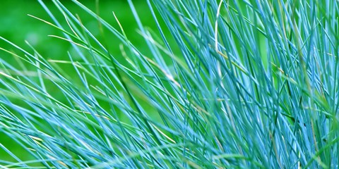 Niebieska trawa - kostrzewa sina (Festuca glauca) - obrazy, fototapety, plakaty