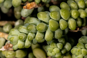 Succulent Leaves of Silver Sedum (Sedum treleasei)