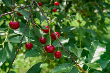 Close up of red cherries on a tree branch in the garden with blur background
