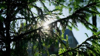 Panning through sunny forest trees with sun beams. Close up