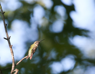 female ruby throated hummingbird on tree branch