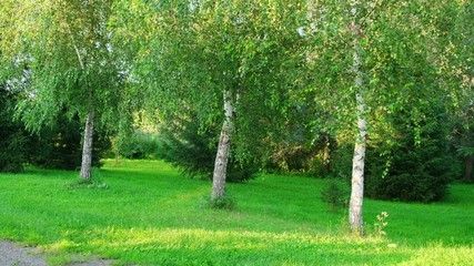 Fototapeta na wymiar White birch trees with green grass at summer sunny sunset