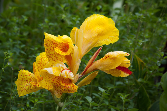 Yellow Canna Lily in the Garden