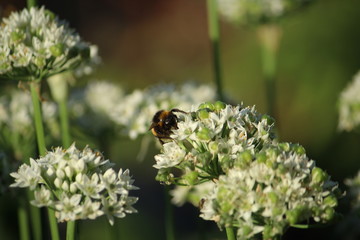 The flowering chives (Allium tuberosum) are approached by bumblebees and other insects