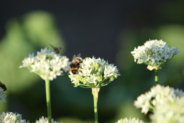 The flowering chives (Allium tuberosum) are approached by bumblebees and other insects