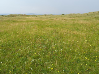 Sand dunes on Lindisfarne Island