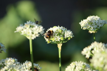 The flowering chives (Allium tuberosum) are approached by bumblebees and other insects