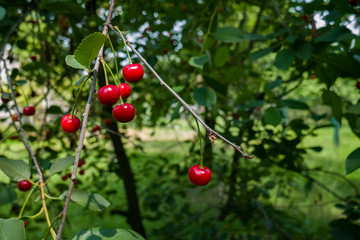 Close up of red cherries on a tree branch in the sunlight in the garden. Summer