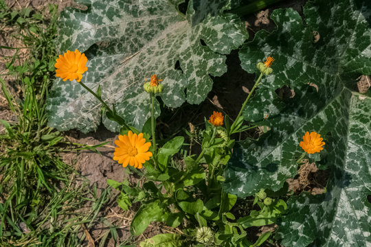 Bright orange Calendula flowers with green pumpkin leaves on the ground in the sunlight