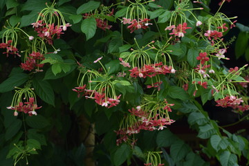 Rangoon creeper or chinese honeysuckle creeper flowers