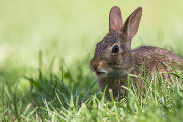 Adorble young Eastern Cottontail Rabbit, Sylvilagus floridanus, closeup in green grass