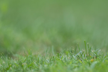 Green grass background copy space text