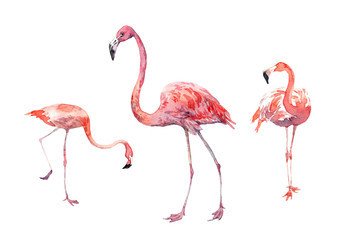 Watercolor clip-art with pink flamingos in white background