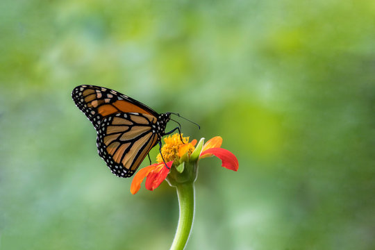 Monarch Butterfly, Danaus plexippuson, on orange Mexican Sunflower, Tithonia, green background