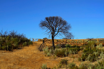 Landscape of the dunes and vegetation in Cuesta Maneli, with the wooden path