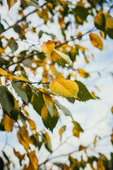 yellow and green leaves on the tree