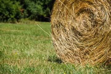 hay bale in the field