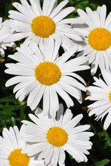 Obraz premium daisies on white background