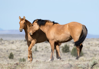 horses in the field