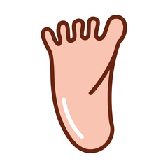 human body foot anatomy organ health line and fill icon