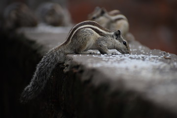 The Indian palm squirrel or three-striped palm squirrel (Funambulus palmarum) resting on tree branch- It is a species of rodent in the family Sciuridae found naturally in India and Sri Lanka.